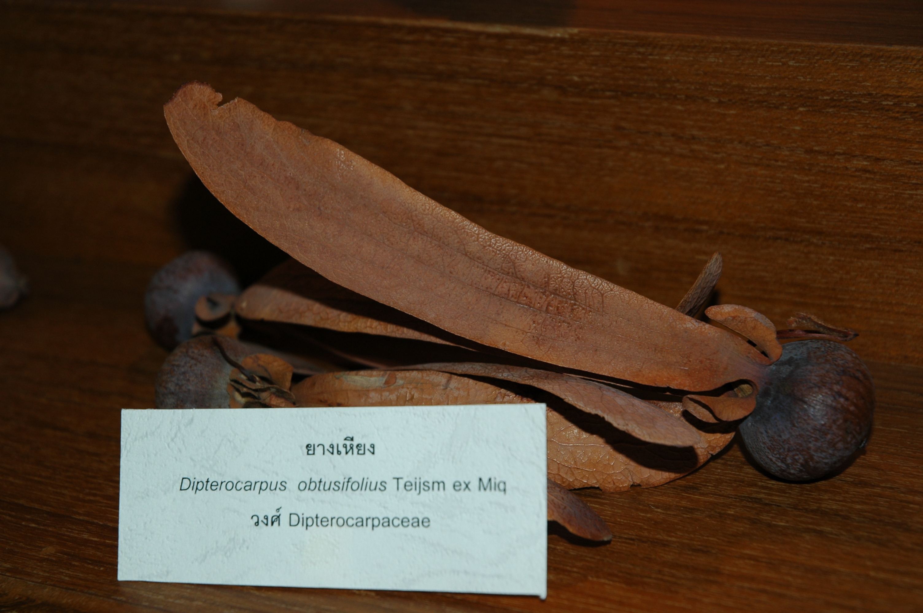 Museum 2