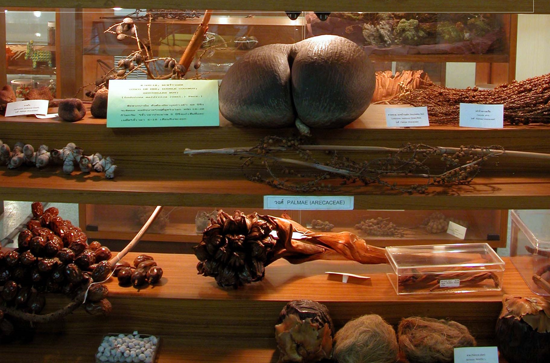 Museum 4